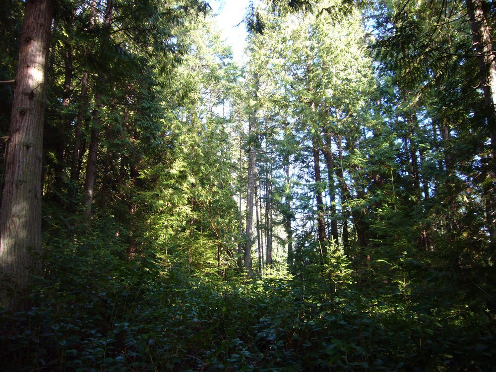 Main Photo: 97 Hollyberry Lane in Hollyberry Lane: Acreage for sale