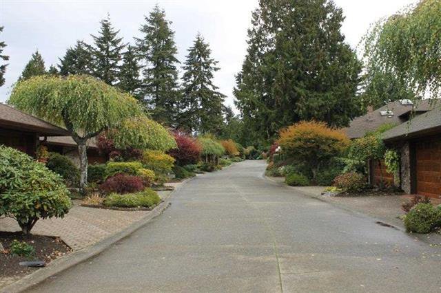 Tree Lined Street